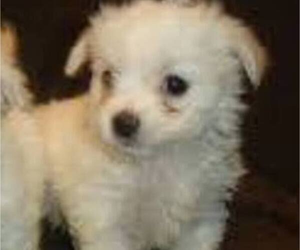 Medium Photo #2 Malchi Puppy For Sale in FARMINGTON, MN, USA