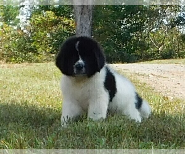 Medium Photo #1 Newfoundland Puppy For Sale in CLINTON, AR, USA