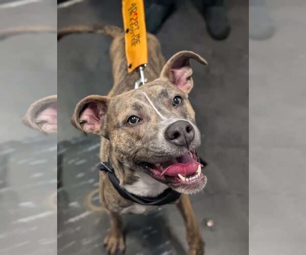 Medium Photo #1 Mutt Puppy For Sale in Uwchlan, PA, USA