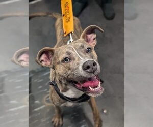 Mutt Dogs for adoption in Uwchlan, PA, USA