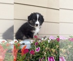 Puppy Me Australian Shepherd