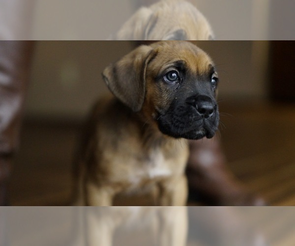 View Ad BoxerCane Corso Mix Litter of Puppies for Sale