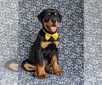 Small Photo #6 Rottweiler Puppy For Sale in CHRISTIANA, PA, USA
