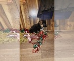 Small Photo #15 German Shepherd Dog Puppy For Sale in GREENWOOD, WI, USA