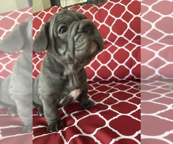 Medium Photo #3 French Bulldog Puppy For Sale in FLORAL CITY, FL, USA