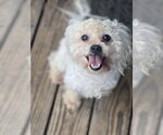 Small #2 Poodle (Miniature)