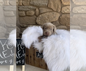 Labrador Retriever Puppy for sale in SIOUX CENTER, IA, USA