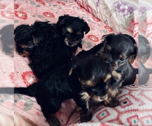 Yorkshire Terrier Puppy for sale in JOHNSTOWN, PA, USA