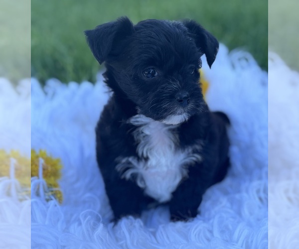 Medium Photo #9 Morkie Puppy For Sale in ROCK STREAM, NY, USA