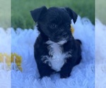Small Photo #9 Morkie Puppy For Sale in ROCK STREAM, NY, USA