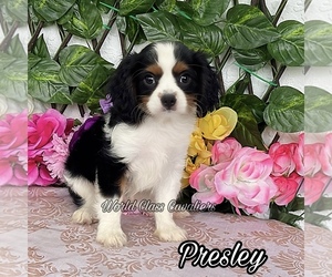 Cavalier King Charles Spaniel Puppy for sale in MIAMI, FL, USA