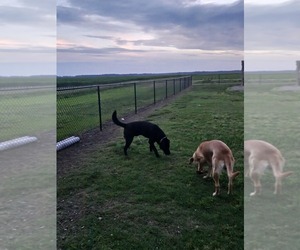 Father of the Labrador Retriever puppies born on 08/02/2026
