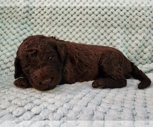 Medium Poodle (Standard)