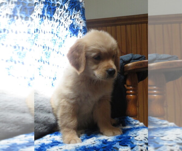 Medium Photo #4 Golden Retriever Puppy For Sale in MECHANICSVILLE, MD, USA