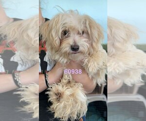 Maltese-Unknown Mix Dogs for adoption in Chico, CA, USA