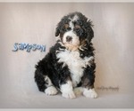 Small Photo #7 Bernedoodle Puppy For Sale in WEST SALEM, OH, USA