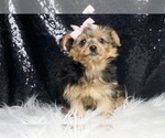 Small #3 Yorkshire Terrier