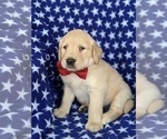 Small Photo #5 Goldendoodle Puppy For Sale in KIRKWOOD, PA, USA