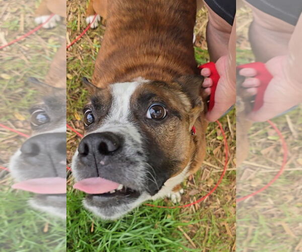 Medium Photo #4 Boston Terrier-Unknown Mix Puppy For Sale in McDonough, GA, USA