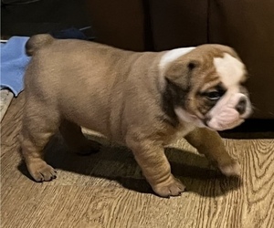 Medium English Bulldog