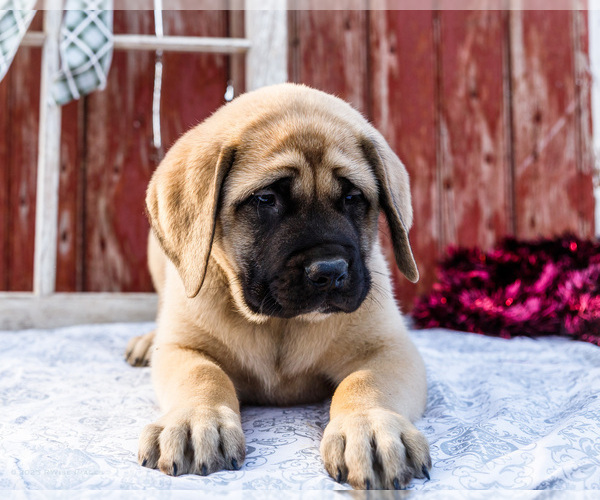Medium Photo #6 Mastiff Puppy For Sale in WAKARUSA, IN, USA