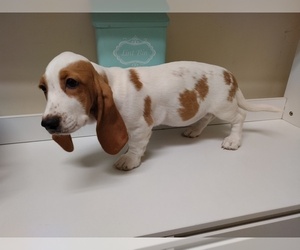 Basset Hound Puppy for sale in CANTON, GA, USA