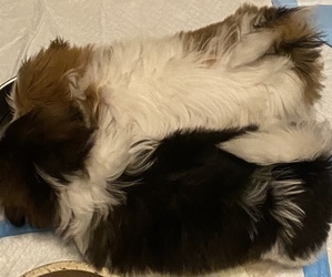 Shih Tzu Puppy for sale in HENRICO, VA, USA