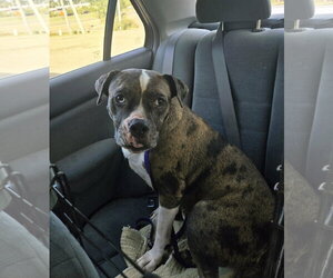 Holiday - Female American Staffordshire Terrier-Unknown Mix Dog for Adoption - Photo #3