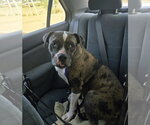 Small Photo #3 American Staffordshire Terrier-Unknown Mix Puppy For Sale in Jackson, MS, USA
