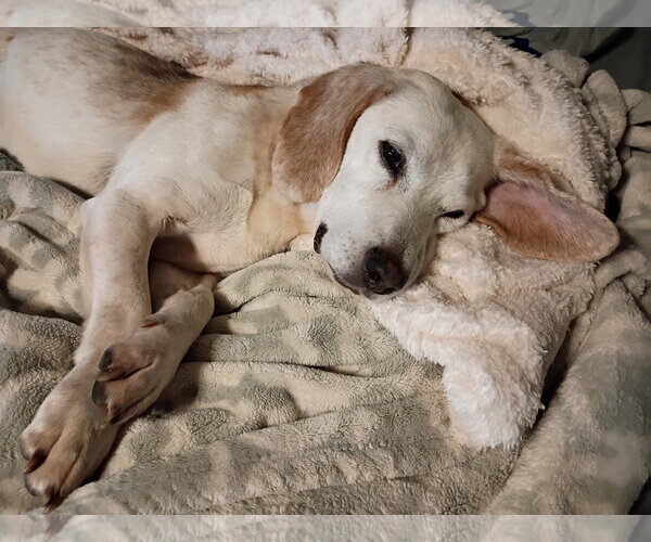 Medium Photo #1 Beagle-Unknown Mix Puppy For Sale in Germantown, OH, USA