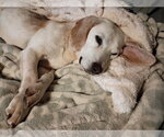 Bangles - Male Beagle-Unknown Mix Dog for Adoption - Small photo