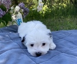 Puppy Bunny Coton de Tulear