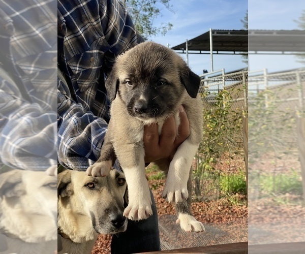 Medium Photo #7 Kangal Dog Puppy For Sale in NORCO, CA, USA