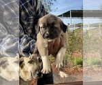 Small Photo #7 Kangal Dog Puppy For Sale in NORCO, CA, USA