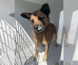 German Shepherd Dog-Unknown Mix Dogs for adoption in Houston, TX, USA