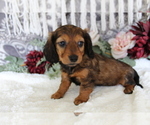 Small #6 Dachshund