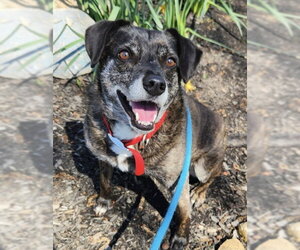Ollie (Noah) Alabama - Male Beagle-Unknown Mix Dog for Adoption - Photo #16