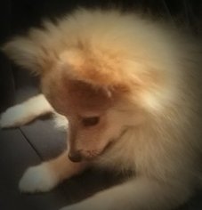 Pomeranian Puppy for sale in TEMPE, AZ, USA