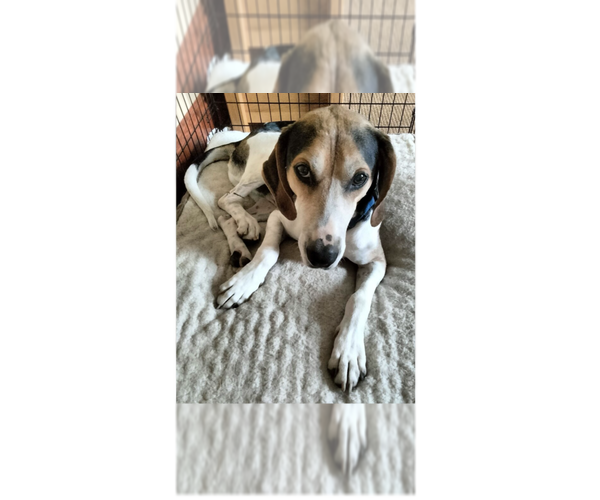 Medium Photo #9 Treeing Walker Coonhound-Unknown Mix Puppy For Sale in Greenbelt, MD, USA