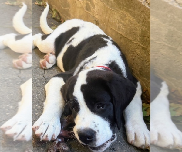 Medium Photo #4 Cane Corso-Saint Bernard Mix Puppy For Sale in WORCESTER, MA, USA