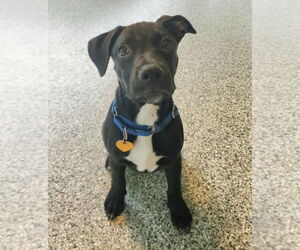 American Staffordshire Terrier-Unknown Mix Dogs for adoption in Royal Palm Beach, FL, USA