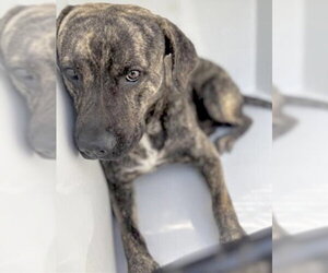 Mutt Dogs for adoption in Houston, TX, USA