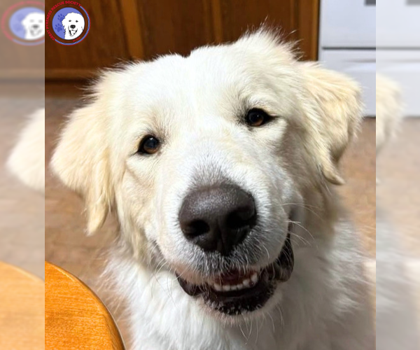 Medium Photo #4 Great Pyrenees Puppy For Sale in Spring, TX, USA
