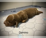 Puppy Domino Dachshund
