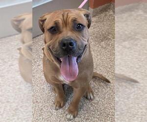 Mutt Dogs for adoption in Pueblo, CO, USA