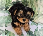 Puppy Hope Yorkshire Terrier