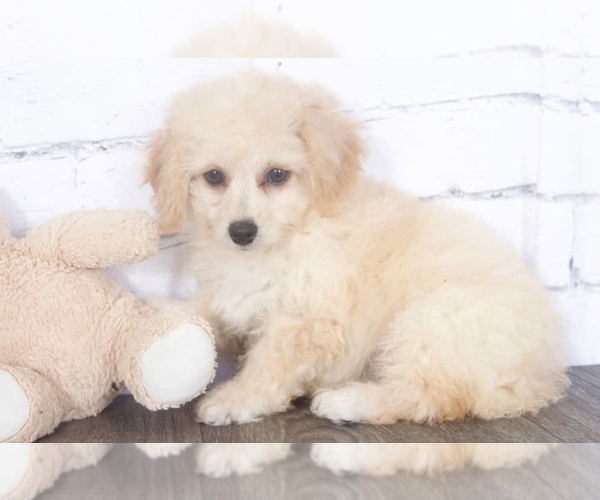 Medium Photo #1 Poochon Puppy For Sale in RED LION, PA, USA