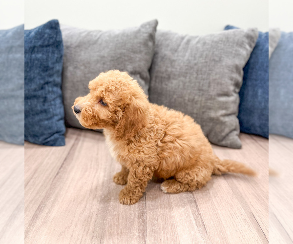 Medium Photo #19 Miniature Labradoodle Puppy For Sale in MILLERSBURG, OH, USA