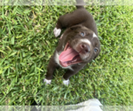 Small #2 Labrador Retriever Mix