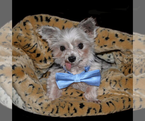 Medium Photo #3 Mutt Puppy For Sale in Gretna, NE, USA